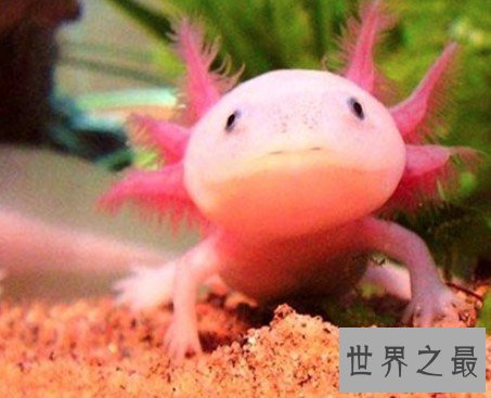 世界上最呆萌的宠物鱼, 长相呆萌,又很漂亮
