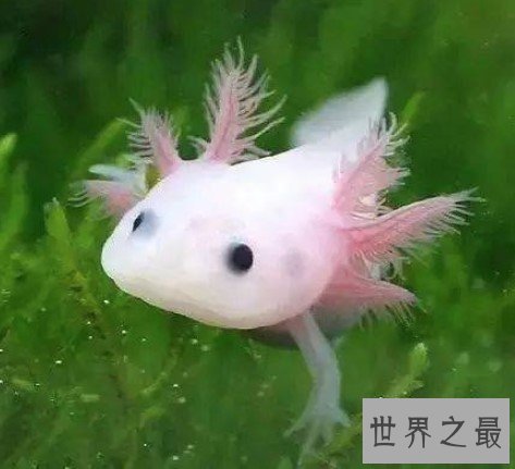 世界上最呆萌的宠物鱼, 长相呆萌,又很漂亮