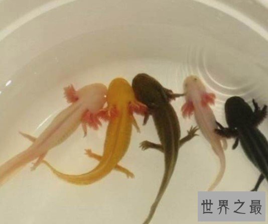 世界上最呆萌的宠物鱼, 长相呆萌,又很漂亮
