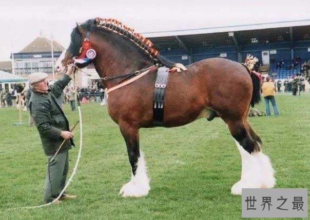 世界上最大的马,最大重量达到不可思议的1.8吨