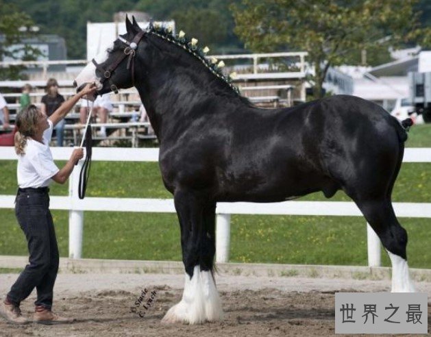 世界上最大的马,最大重量达到不可思议的1.8吨