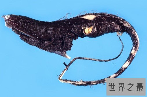 世界上最恐怖的鱼,轻松吞噬掉比自己体型还要大的动物