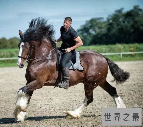 世界上最大的马,最大重量达到不可思议的1.8吨