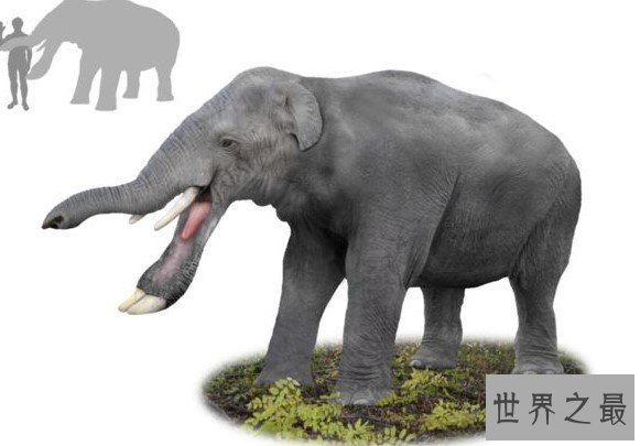 大象的鼻祖,牙齿长在下巴上的恐象