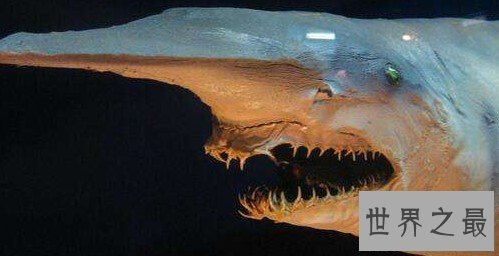 精灵鲨,唯一存活1.25亿年的海生物