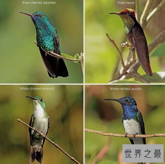 蜂鸟 世界上最小的鸟--蜂鸟 有着鸟类不该承受的高颜值