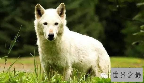 世界上杀人最多动物排行,第一你绝对猜不到