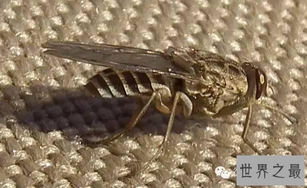 世界上杀人最多动物排行,第一你绝对猜不到