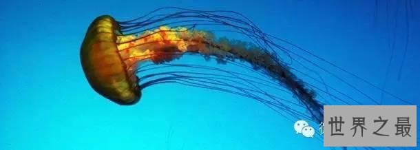 世界上杀人最多动物排行,第一你绝对猜不到