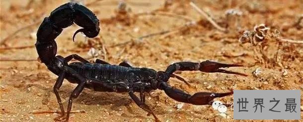 世界上杀人最多动物排行,第一你绝对猜不到