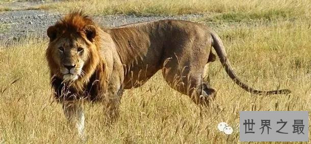 世界上杀人最多动物排行,第一你绝对猜不到