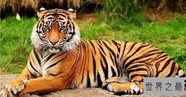 世界上杀人最多动物排行,第一你绝对猜不到