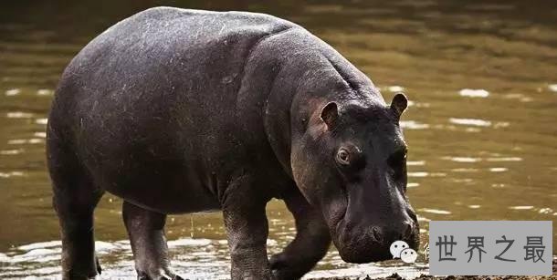 世界上杀人最多动物排行,第一你绝对猜不到