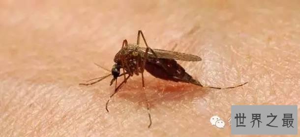 世界上杀人最多动物排行,第一你绝对猜不到