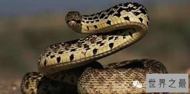 世界上杀人最多动物排行,第一你绝对猜不到