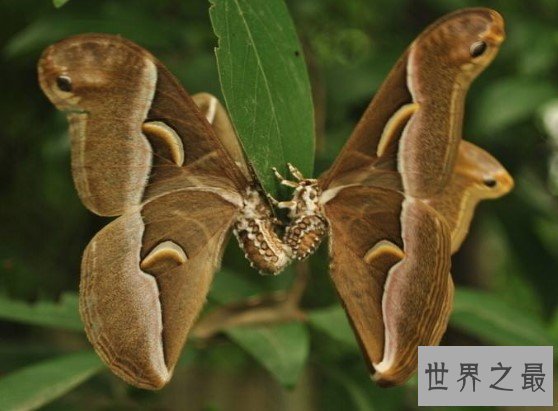 世界上最恐怖的蝴蝶,吃人不眨眼