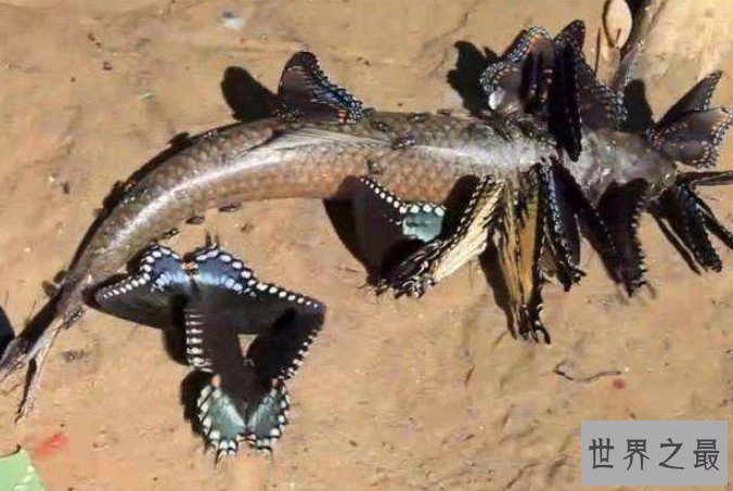 世界上最恐怖的蝴蝶,吃人不眨眼