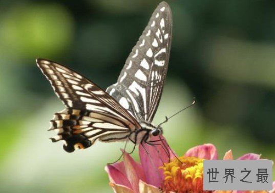 世界上最恐怖的蝴蝶,吃人不眨眼