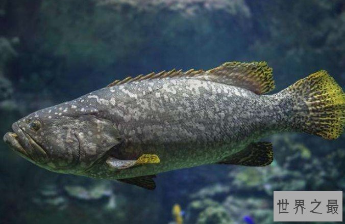 史上最神奇的鱼类，肉质竟然是蓝色绿色！