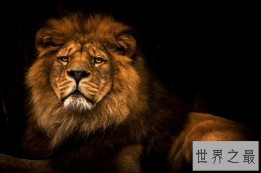 世界上最大的狮子,早在100多年前就灭绝了