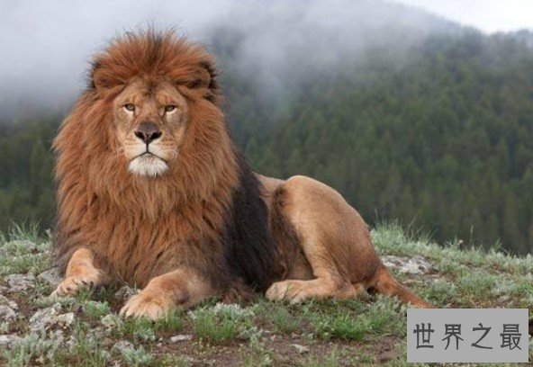 世界上最大的狮子,早在100多年前就灭绝了