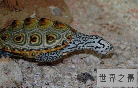 世界上最凶狠的剃刀龟,会互咬也会咬人