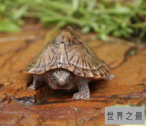 世界上最凶狠的剃刀龟,会互咬也会咬人