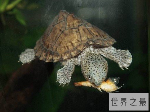 世界上最凶狠的剃刀龟,会互咬也会咬人