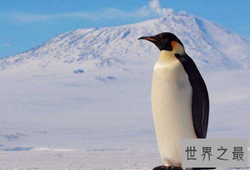世界上最大的企鹅,最高纪录可以达到120厘米