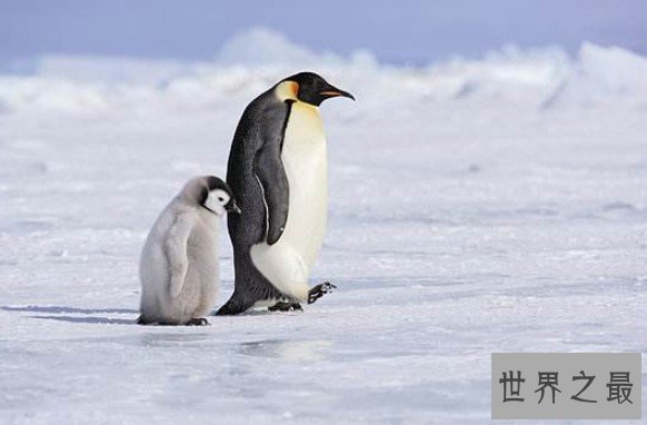 世界上最大的企鹅,最高纪录可以达到120厘米