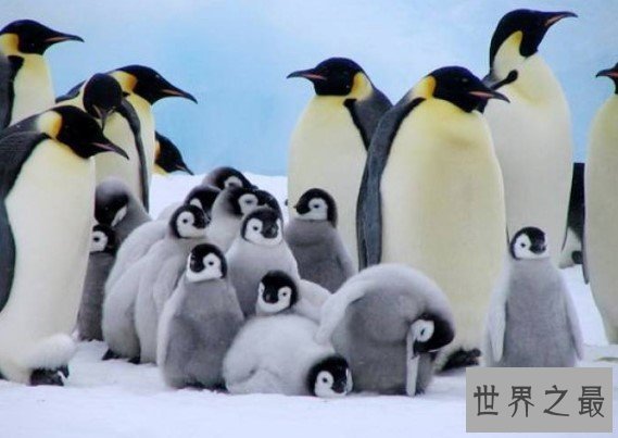世界上最大的企鹅,最高纪录可以达到120厘米