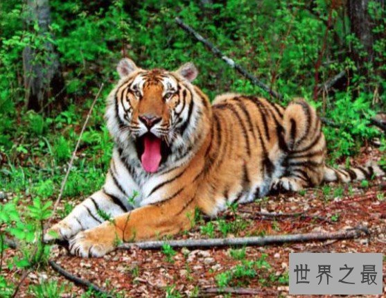 世界上最厉害的老虎,真正的万兽之王