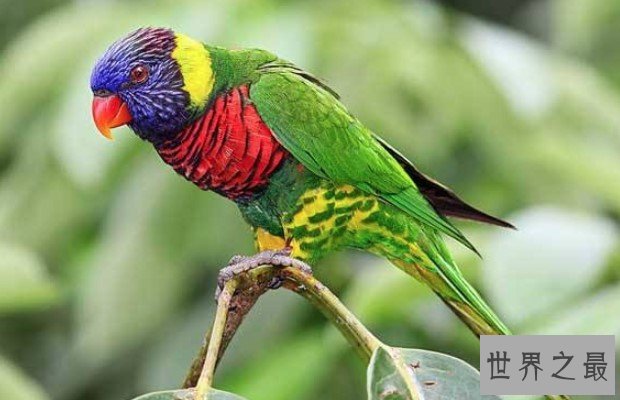 史上最美鹦鹉,俊俏的吸蜜鹦鹉会说话