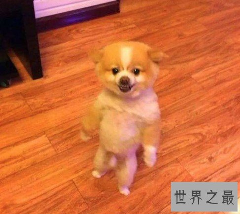 世界上两条腿跑的最快的狗,前肢跑完5米(7.76秒)