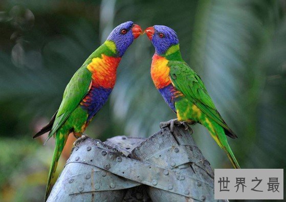 史上最美鹦鹉,俊俏的吸蜜鹦鹉会说话