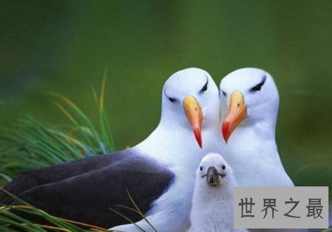 世界上飞行能力最强的鸟,可以在空中好几个小时不拍动翅膀