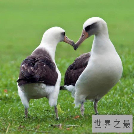 世界上飞行能力最强的鸟,可以在空中好几个小时不拍动翅膀