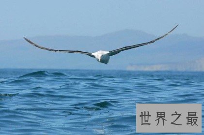 世界上飞行能力最强的鸟,可以在空中好几个小时不拍动翅膀