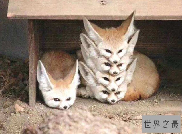 世界上最大耳朵的狐狸,像蝙蝠翅膀一样