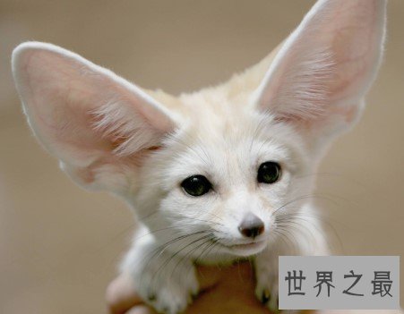 世界上最大耳朵的狐狸,像蝙蝠翅膀一样