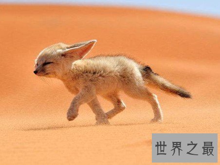 世界上最大耳朵的狐狸,像蝙蝠翅膀一样
