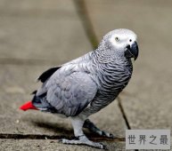 世界上最聪明的鹦鹉排行榜，可掌握150个单词，会做加减法