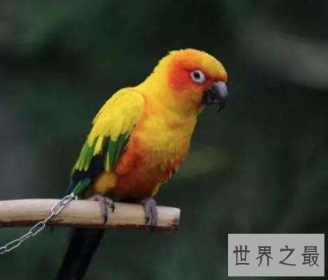 世界上最聪明的鹦鹉排行榜,可掌握150个单词,会做加减法