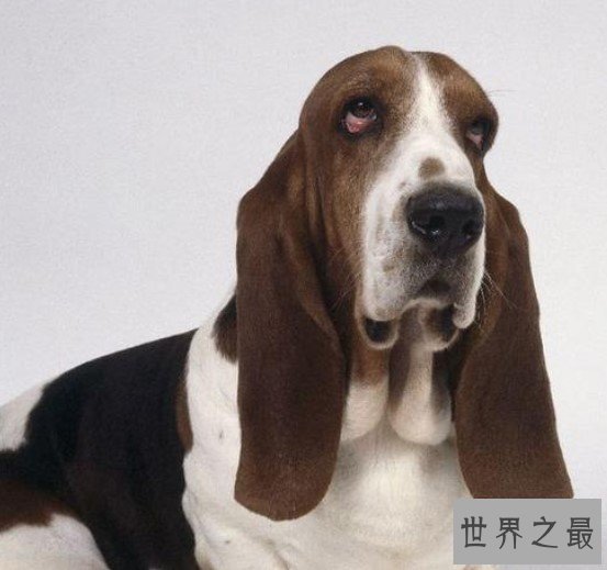 世界上耳朵最长的狗,像一只小精灵