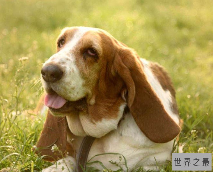 世界上耳朵最长的狗,像一只小精灵