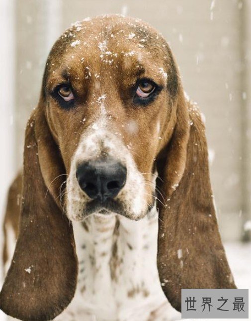世界上耳朵最长的狗,像一只小精灵
