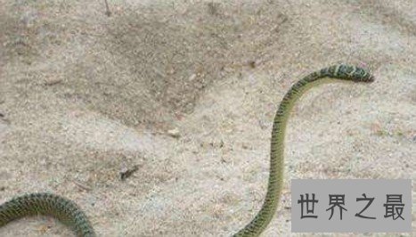 世界上最脆弱的蛇,一碰就碎啦