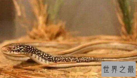 世界上最脆弱的蛇,一碰就碎啦