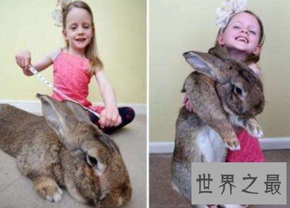 世界最大的兔子,长1.34米,重22公斤,狗都汗颜了