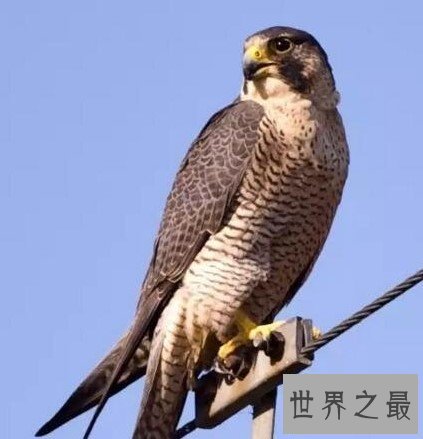 世界上飞得最快的鸟,达到每小时390公里